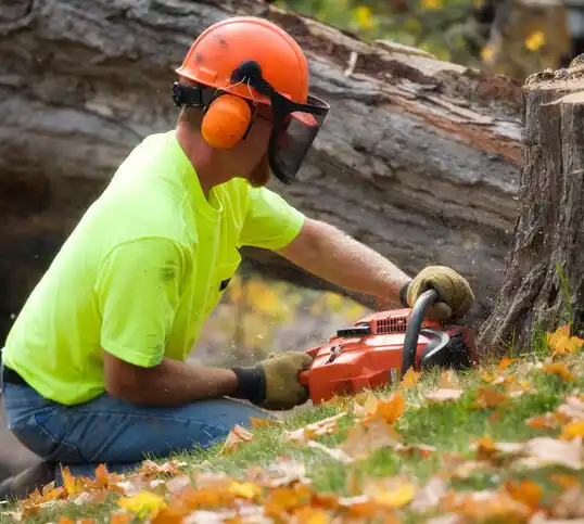 tree services Little Ferry